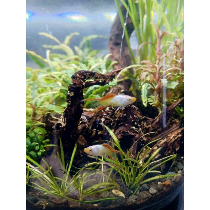 Guppy Endler Double Sword (ikan Guppy)