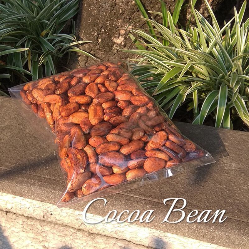 

BIJI COKELAT / Coklat / Biji Kokoa / Raw Cocoa Bean / Organic