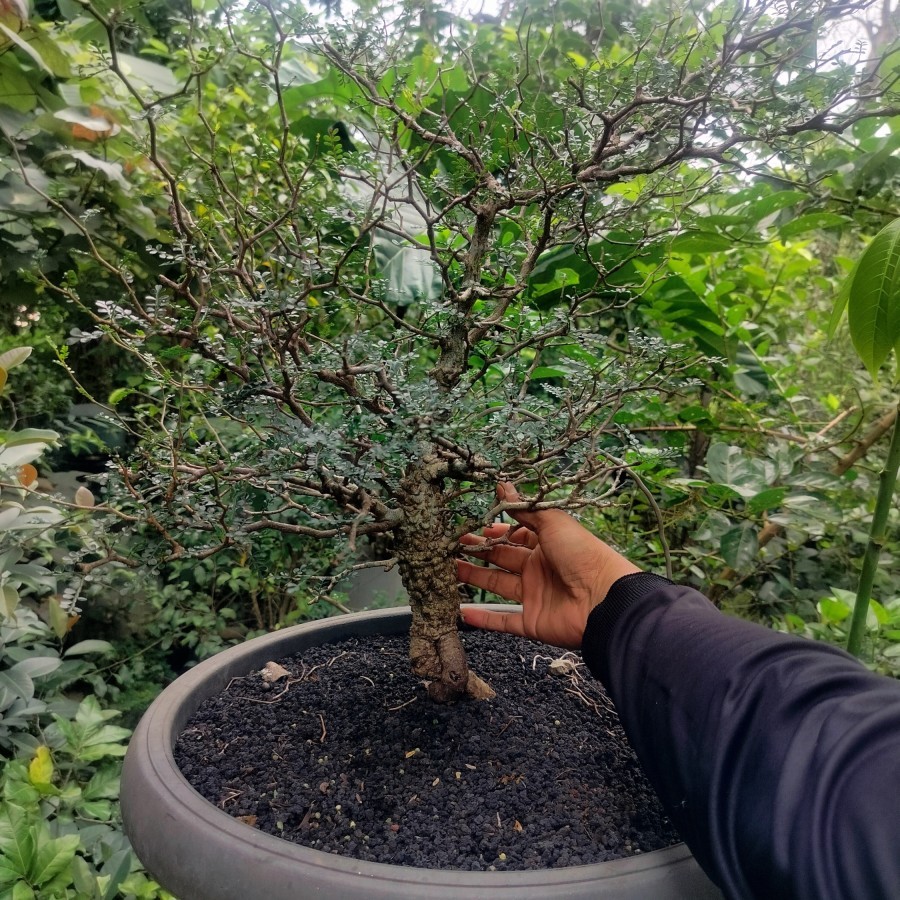 BIJI BENIH BIBIT BONSAI Tanaman hias Bonsai import istimewa berkualitas berkelas dunia Operculicarya