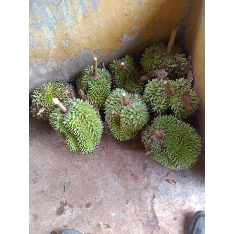 

durian montong
