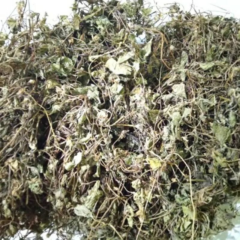 

Daun Pegagan Kering Kemasan isi 500 Gram Daun Antana