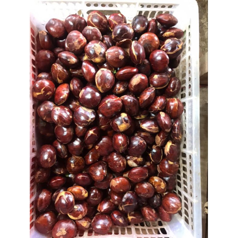 

Jengkol Tua Super