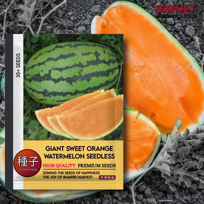 

1 Pack (35 Butir) Semangka Giant Orange / benih tanaman/ biji buah