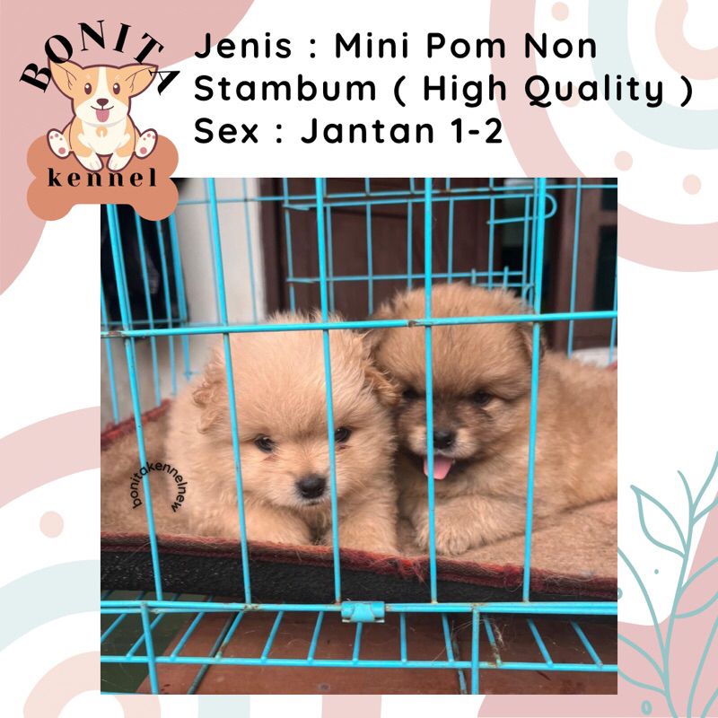 Mini Pom Non Stambum Black Snow White Particolor Mini Pomeranian Non Stambum Jantan Betina Anakan An