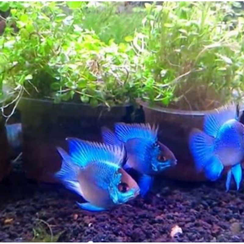 Ikan blue elektrik hiasan akuarium