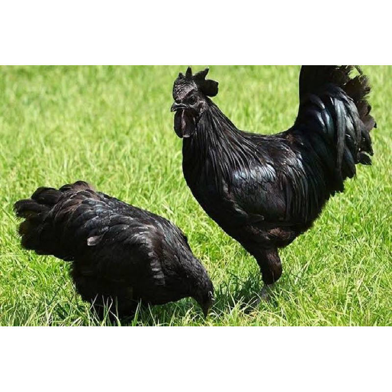 

TELUR FERTIL AYAM CEMANI LH UNTUK DI TETASKAN