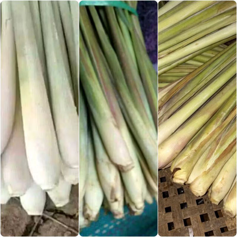 

Sereh jumbo Segar 250 gram bumbu masakan