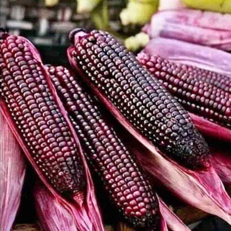

Jagung Ketan Ungu 2 KG