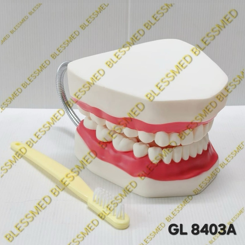 Alat Peraga Phantom Model Gigi/Manekin Gigi Guan Long GL 8403A