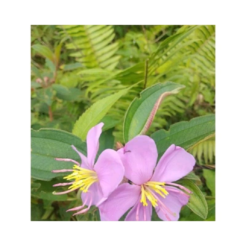 

daun harendong segar untuk obat herbal 500 gram