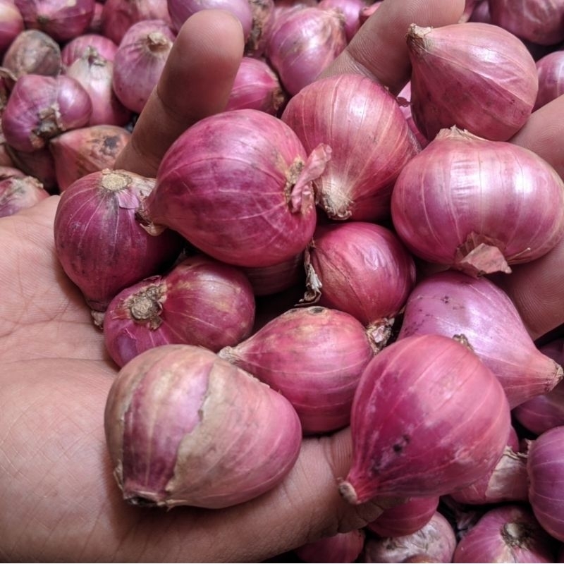 

BAWANG MERAH SUPER PROBOLINGGO| 1KG