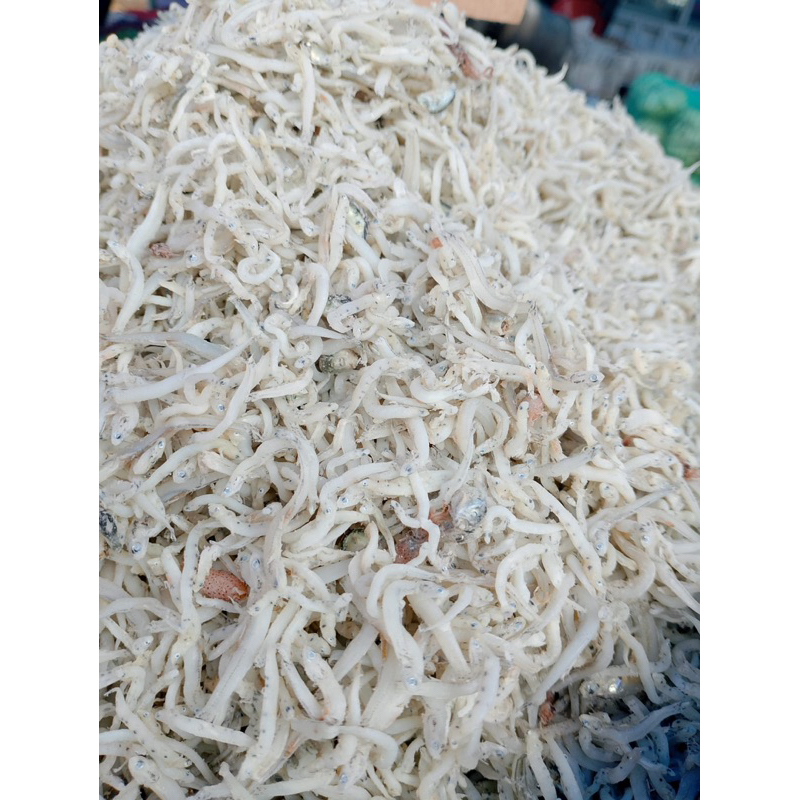 

ikan teri nasi medan