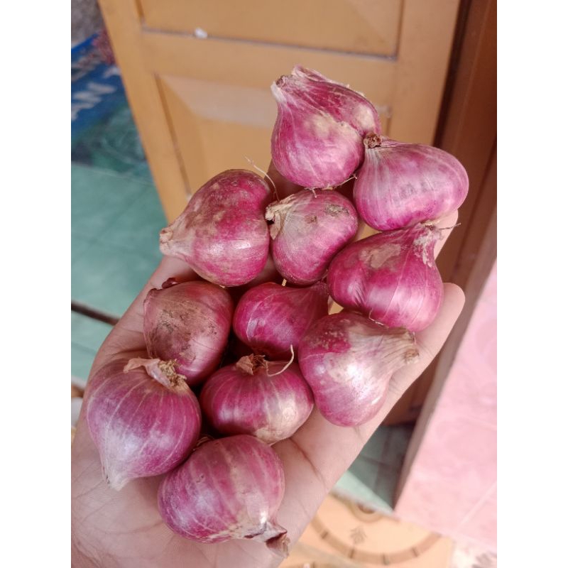 

bawang merah tanggung besar 1 kg