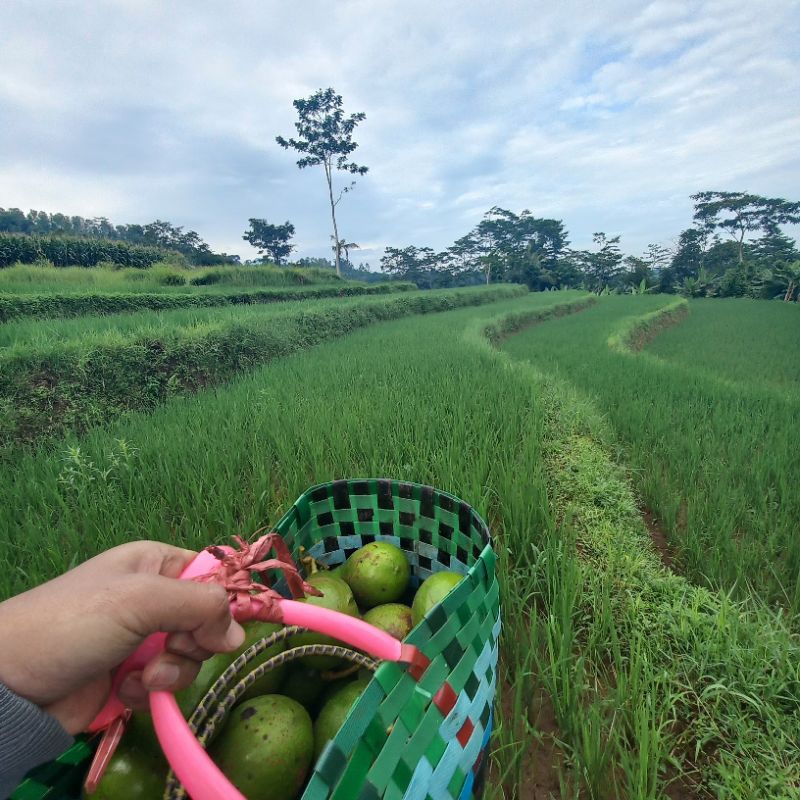 

Oleh oleh khas Pekalongan Grosiran