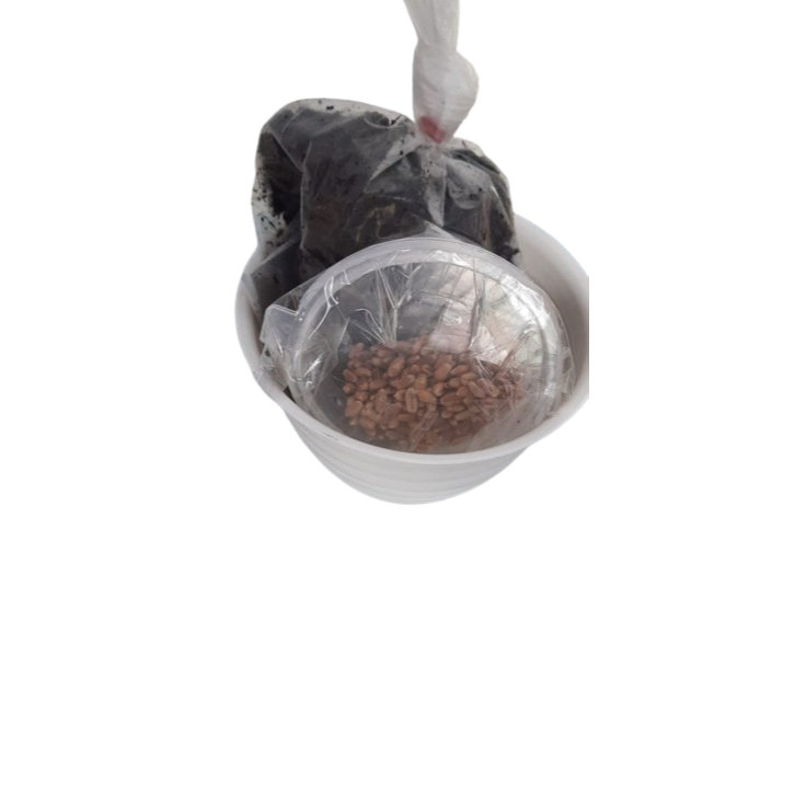 Paket DIY Wheatgrass