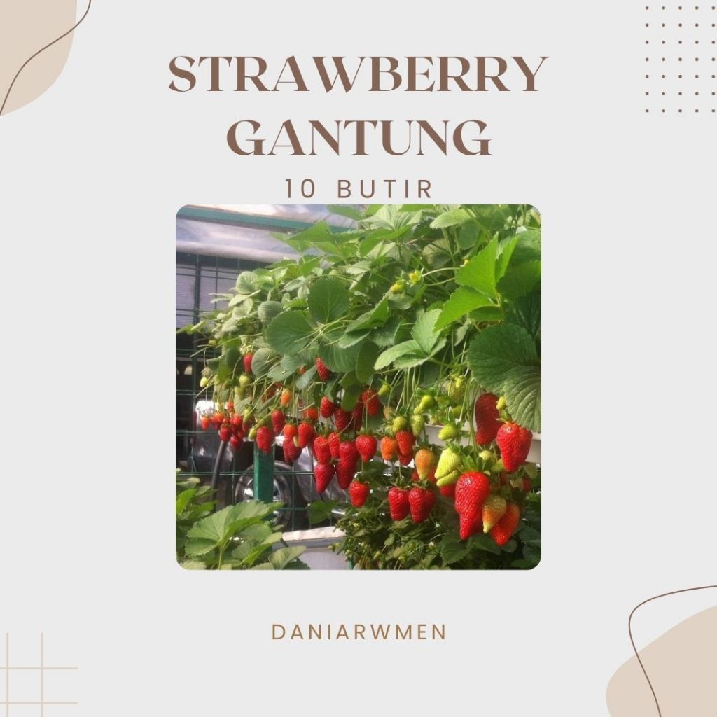 Biji Benih Buah Strawberry Gantung F1 Hidroponik Unggulan
