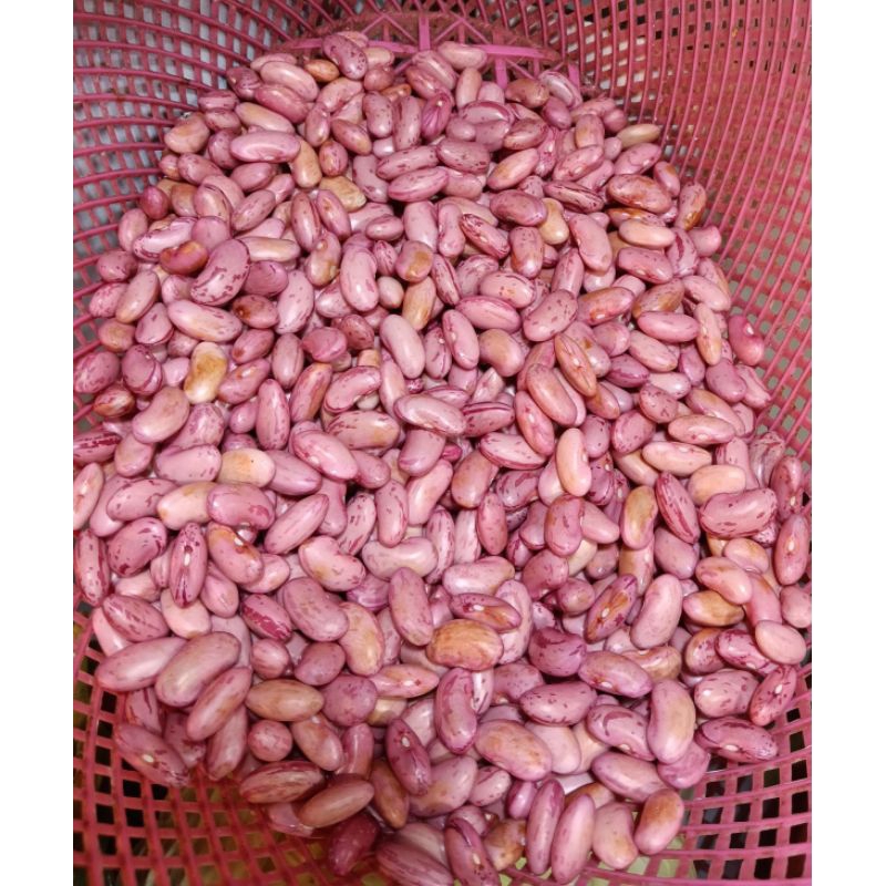 

kacang joglo segar 250gr