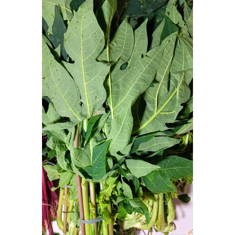 

daun pepaya pahit 1ikat