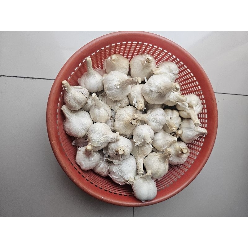 

1Kg Bawang Putih Kating kotor Import (JAMIN SEGAR)