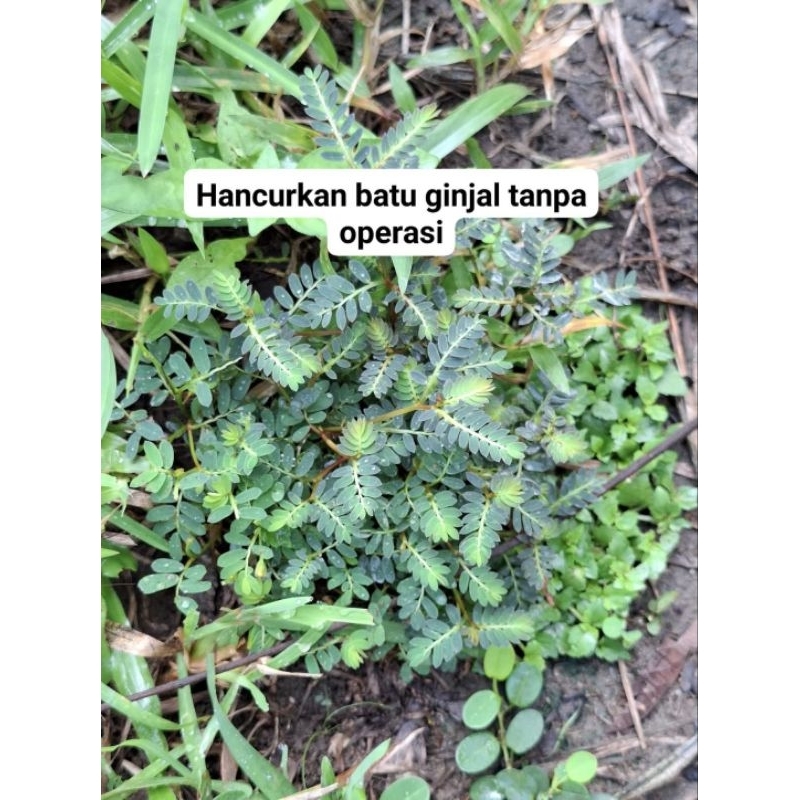 

Meniran segar 500 gram fresh langsung petik Termurah terlaris