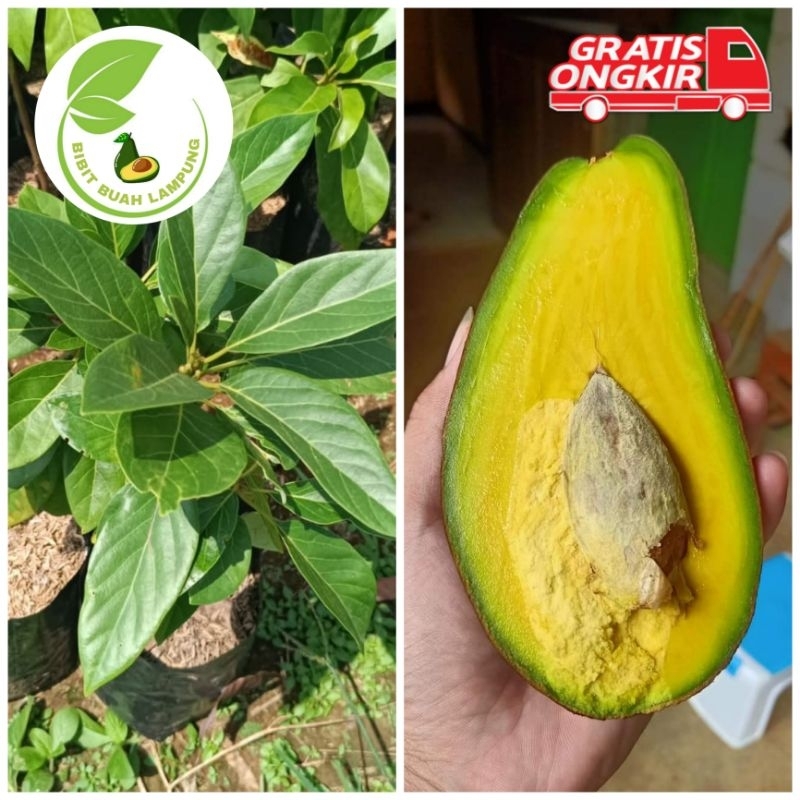 Bibit Alpukat Swy 02