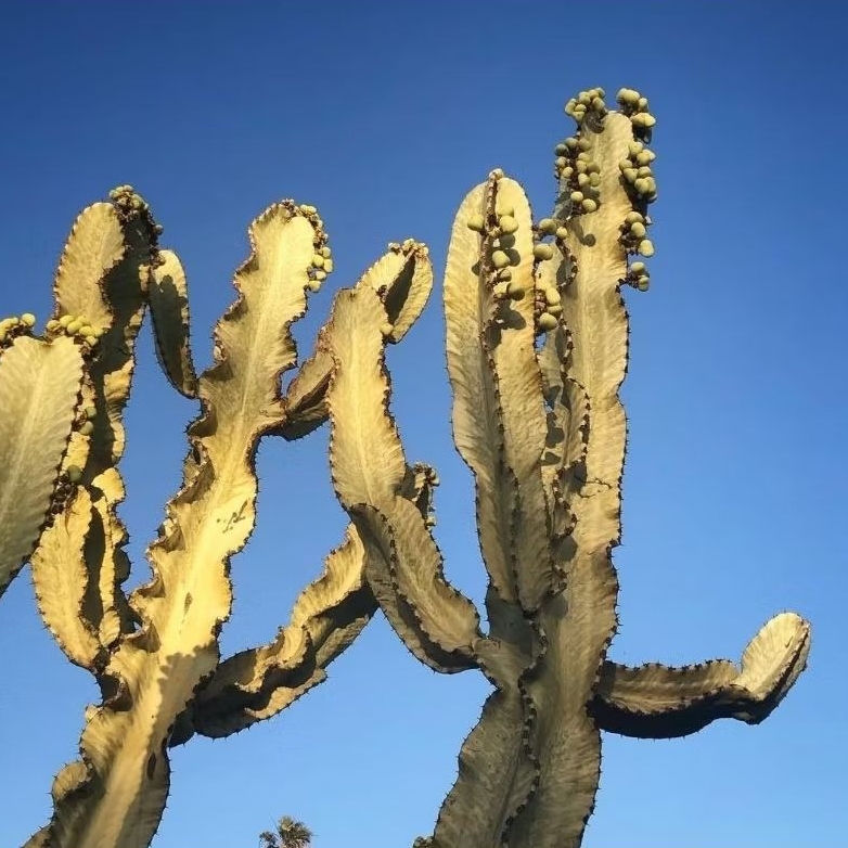 Euphorbia ammak variegata