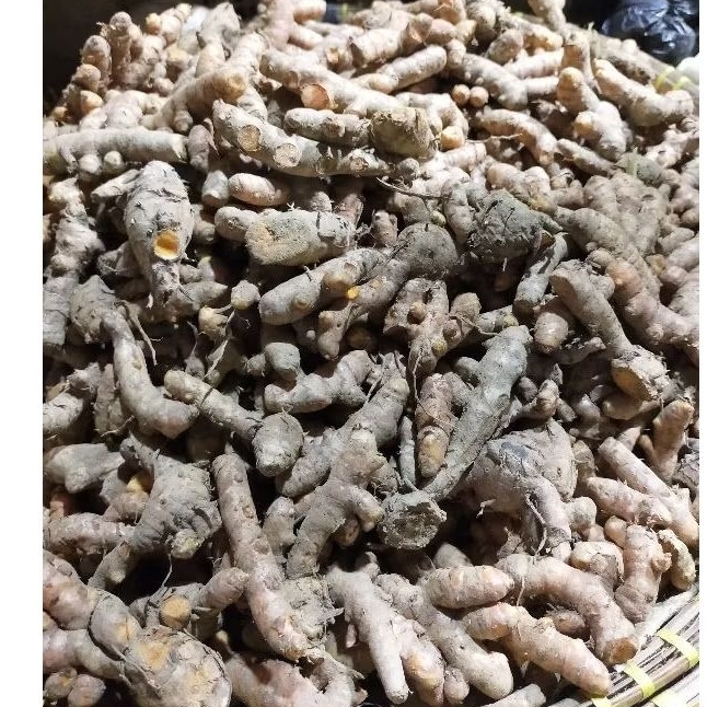 

Kunir segar - kunir dapur - wedang kunir asem - bahan rempah dapur