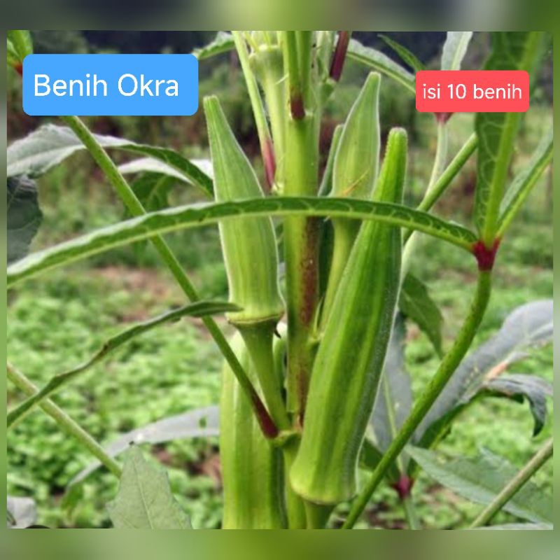 Benih Sayur Okra (10 benih)