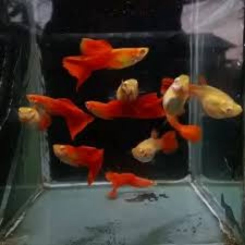 Guppy AFR Albino Sepasang, guppy AFR~Hiasan Aquariumm