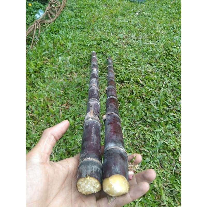 

Tebu hitam/ tebu Ireng 1 meter