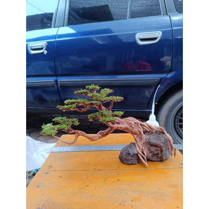 bonsai aquascape #bonsaiaquascape #bonsai #aquascape #tanamanaquascape #tanamanlowco2