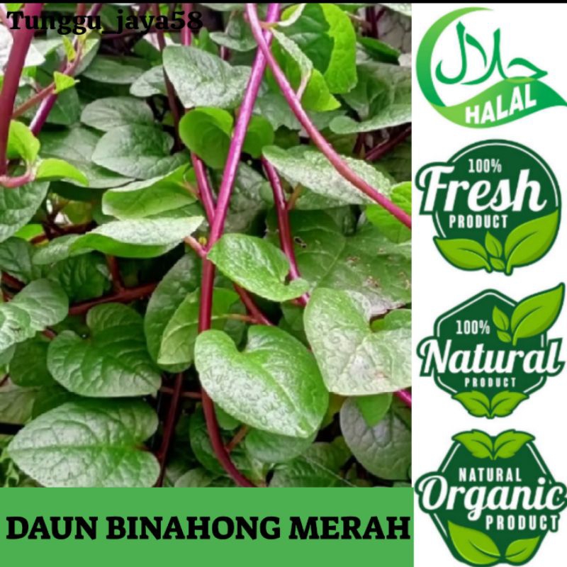 

100 LEMBAR DAUN BINAHONG MERAH FRES siap petik dadakan alami non kimia