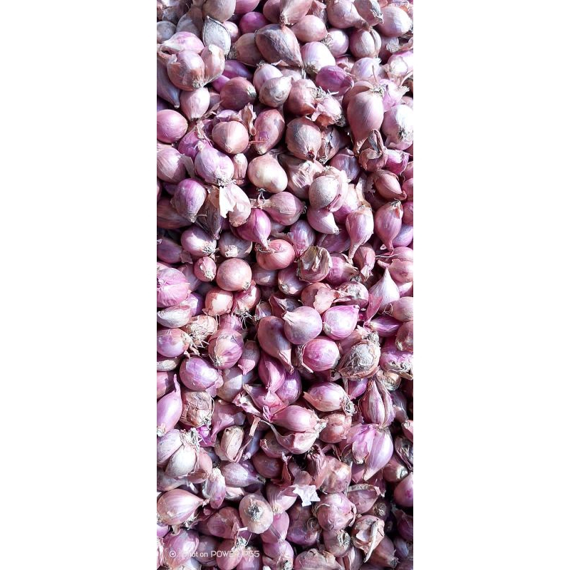 

bawang merah kecil 1kg