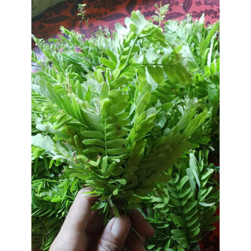 

Daun Sinom Asam Jawa