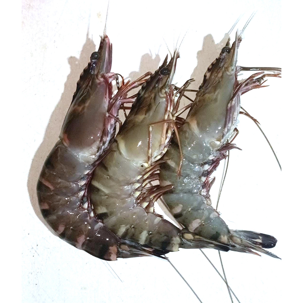 

Udang Pacet / Tiger Prawn uk 20 - FRESH ( 1 kg )