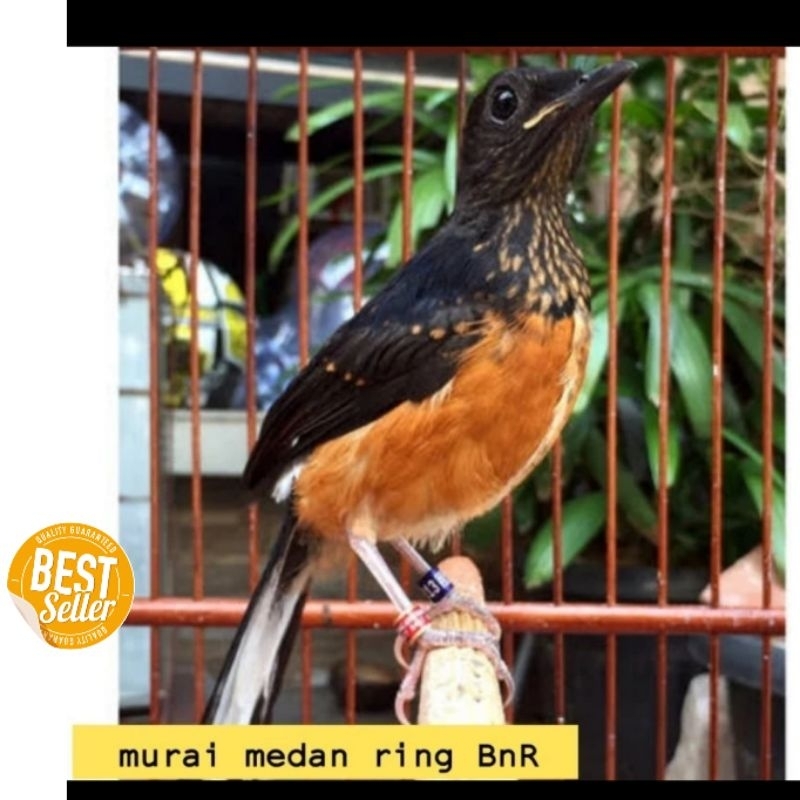 burung murai batu medan trotol jantan  ring trah lapangan trah ekor panjang