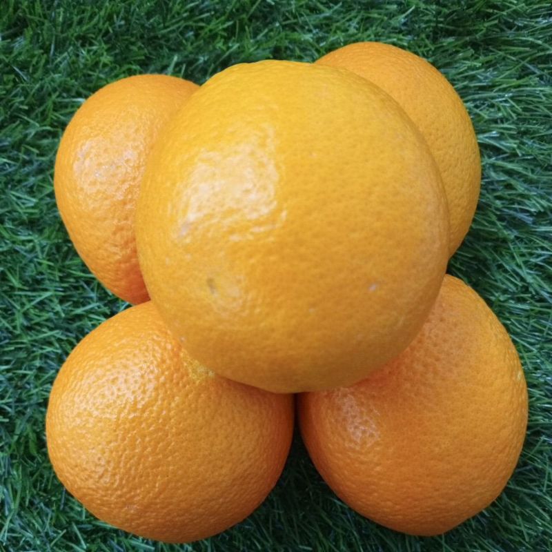 

Jeruk Navel 500 G