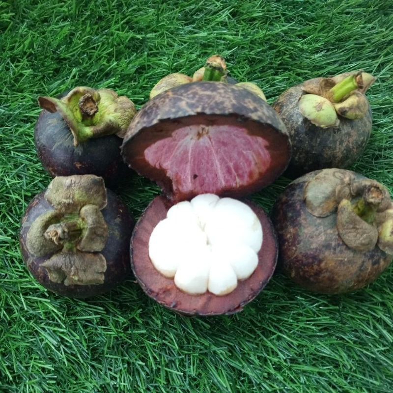 

Buah Manggis Segar manis 500 G