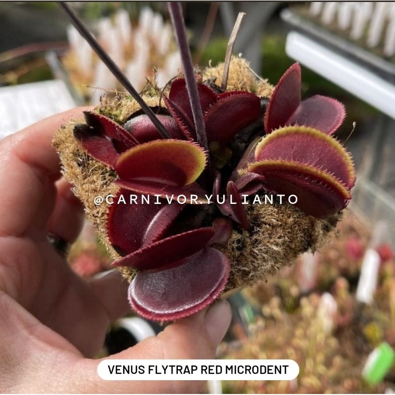 Biji Benih Venus Fly Trap Red Microdent