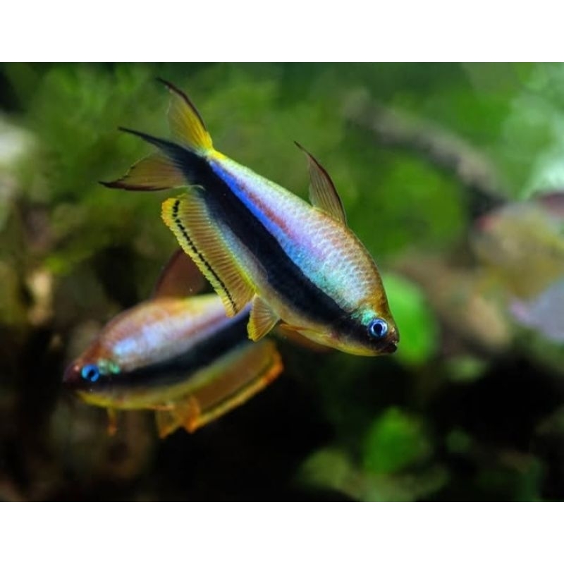 EMPEROR TETRA PALMERI PAKETAN 50E