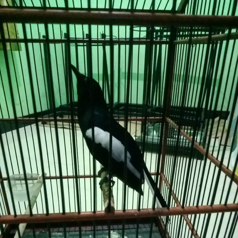 burung Kacer dada hitam dan daput Jawa barat gacor full set