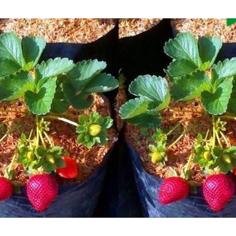 

Biji strawberry