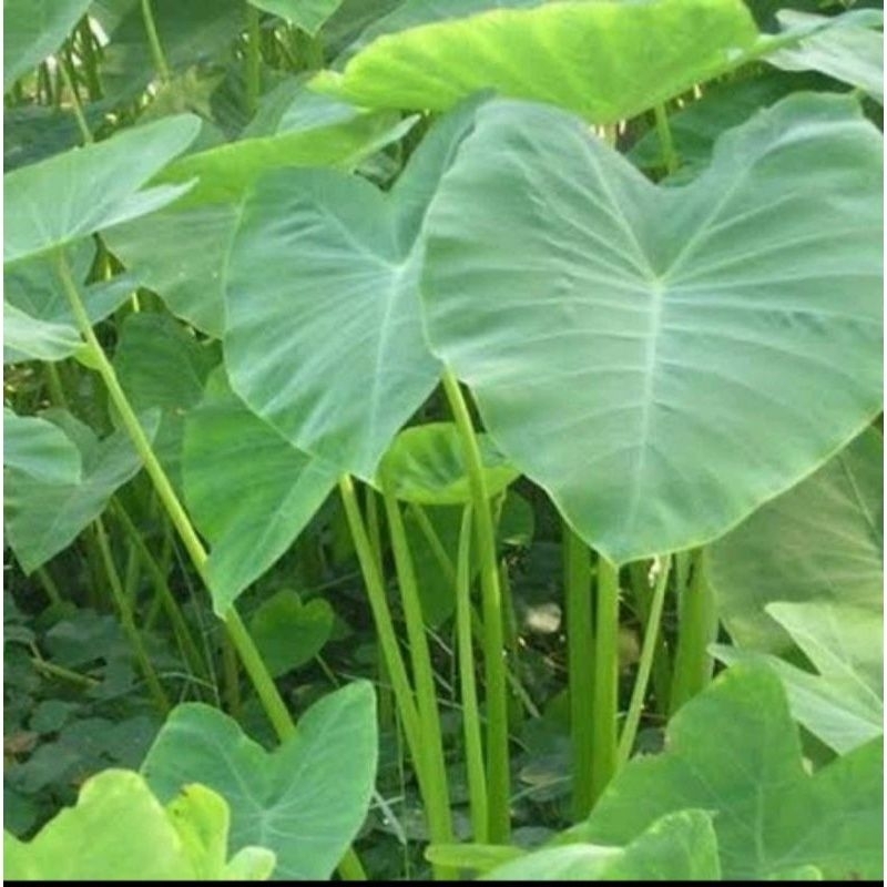 

10 Lembar Daun Lompong segar
