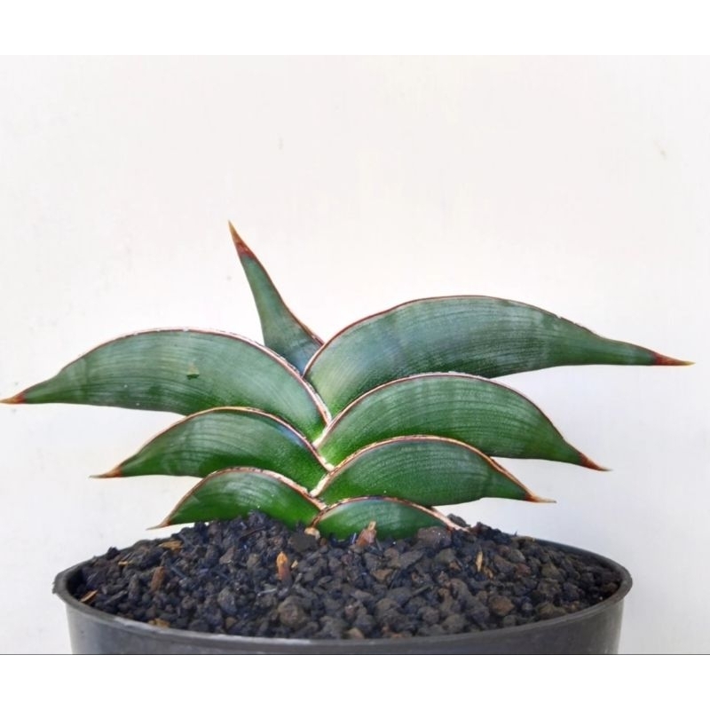 Sansevieria Rorida/Lavranos 23119