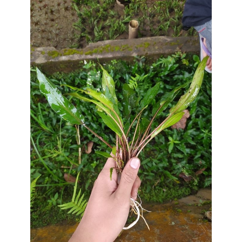 Criptocoryne Lucens Green Aquascape (Tanaman Hidup) Hiasan Aquarium