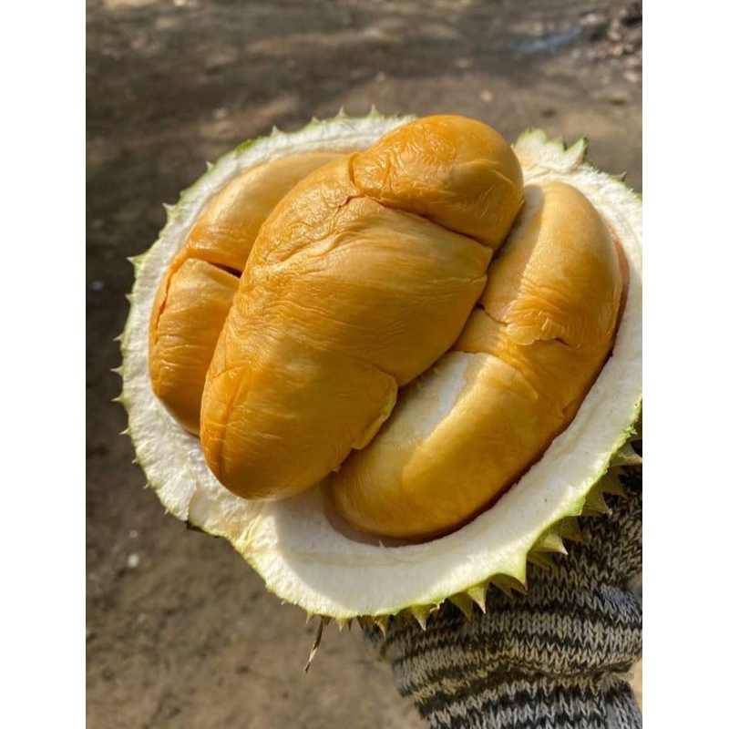 Bibit Durian Duri Hitam / Ochee