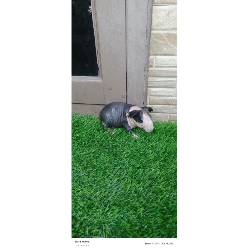 marmut/guinea pig skinny belang