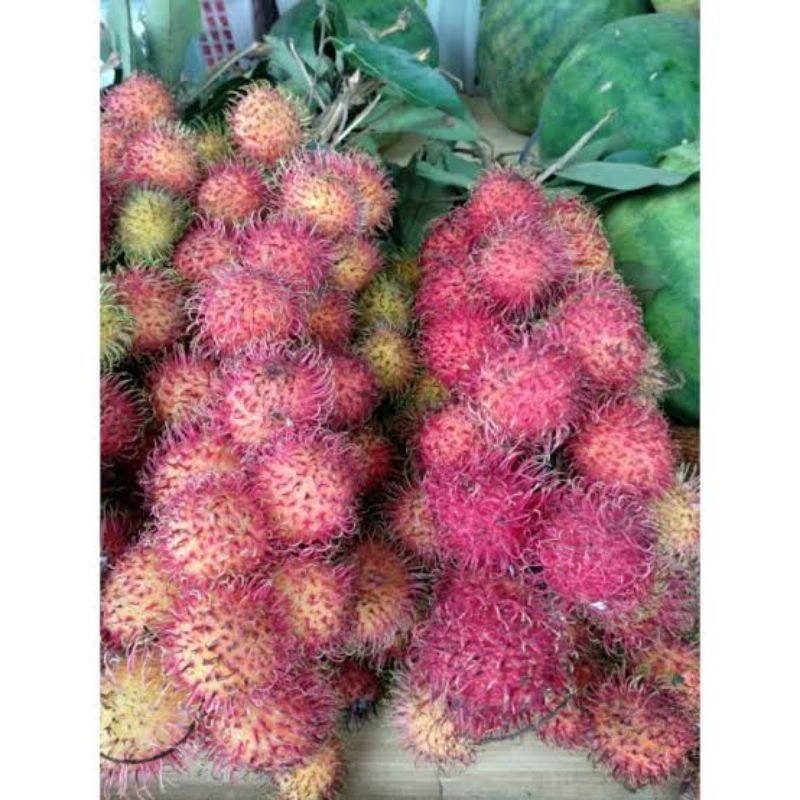 

PROMO!! RAMBUTAN BINJAI MANIS LEGIT PER 1 IKAT FULL