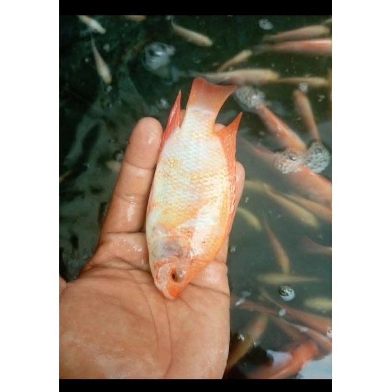 

nila Oren nila merah ukuran 2 jarian 30 ekor