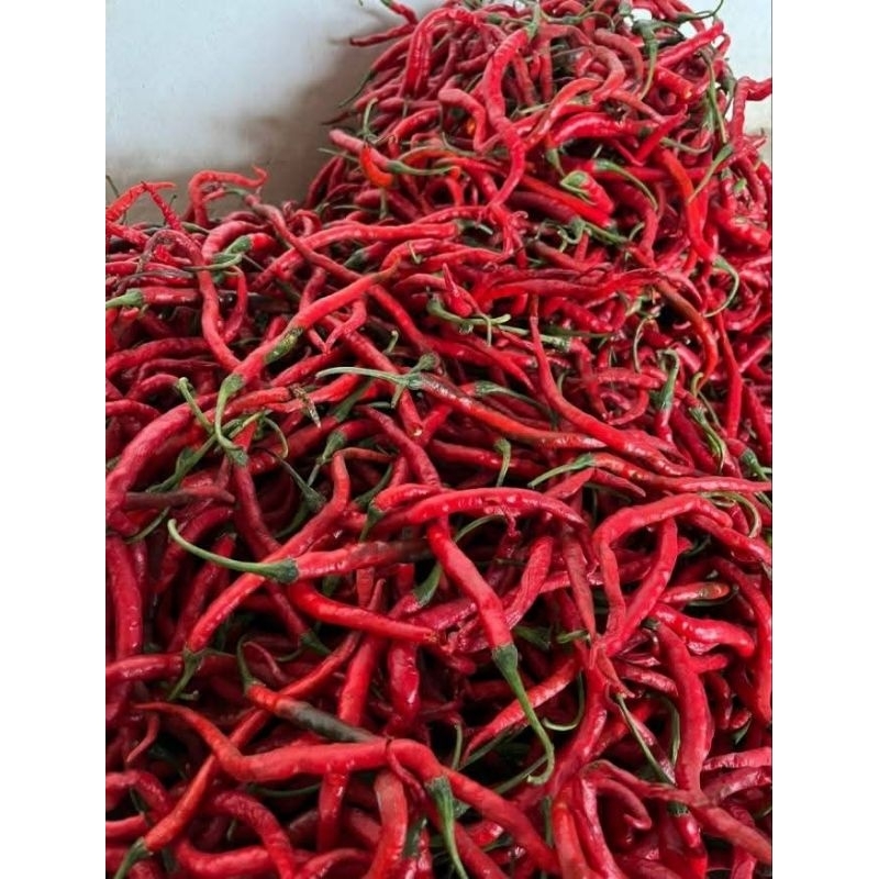 

Putri_Garden & Sayur_Segar Cabai keriting merah